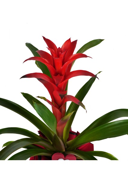 Guzmanya - Guzmania Kokina Tasarım fiyatları