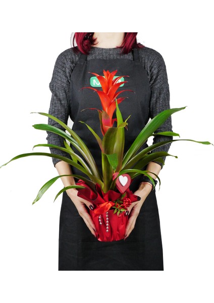 Guzmanya - Guzmania Kokina Tasarım modelleri