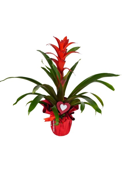 Guzmanya - Guzmania Kokina Tasarım fırsatları