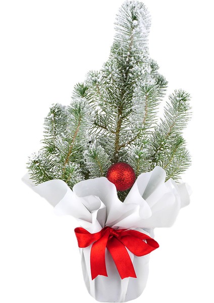 Yılbaşı Ağacı Pinus Silver crest