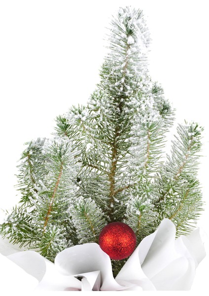 Yılbaşı Ağacı Pinus Silver crest fiyatları