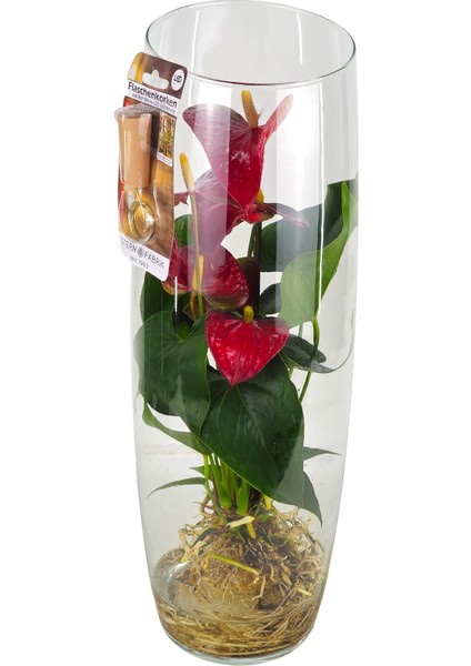Antoryum - Cam Fanusda Kırmızı Anthurium