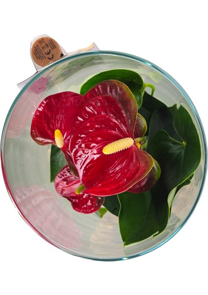 Antoryum - Cam Fanusda Kırmızı Anthurium