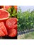 Tüplü Rio Red Greyfurt Fidanı 1