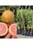 Tüplü Alaca Yapraklı Limon Fidanı 1