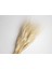 Naturel Renk Başak Kuru Çiçek (50 GR-40CM) 1