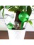 6 Adet Yeşil L Tarzı Adet Otomatik Bitki Sulama Ampul Kendinden Sulama Cihazı Houseplant Bitki Pot Ampul Küre Bitki Için Bahçe Sulama Sistemi (Yurt Dışından) 2