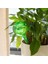 6 Adet Yeşil L Tarzı Adet Otomatik Bitki Sulama Ampul Kendinden Sulama Cihazı Houseplant Bitki Pot Ampul Küre Bitki Için Bahçe Sulama Sistemi (Yurt Dışından) 4