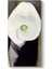 Georgia Okeeffe - Calla Lily For Alfred Kanvas Tablo 1
