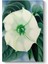 Georgia Okeeffe - White Flower Kanvas Tablo 1