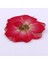 1 Torba Kurutulmuş Çiçekler Doğal Kurutulmuş Gerçek Bitki Kendi Başına Yap Kağıdı Sanat El Sanatları Kırmızı Gül (Yurt Dışından) 4