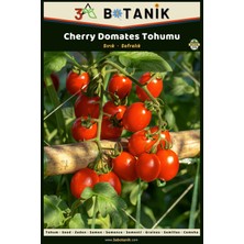 3A Botanik Cherry Domates Tohumu, Yerli ve Sürdürülebilir Tohum, 1 Gram Domates Tohumu