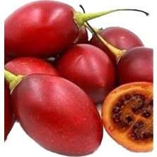 Ozozturk Tamarillo (Domates AĞACI)70-100 cm Tüplüdür