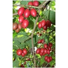 Ozozturk Tamarillo (Domates AĞACI)70-100 cm Tüplüdür