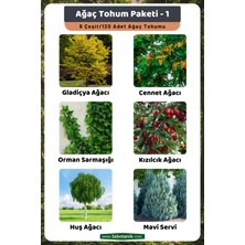 3A Botanik Ağaç Tohum Paketi-1, (Gladiçya, Cennet, Orman Sarmaşığı, Kızılcık, Huş, Mavi Servi) Ağaç Tohumları