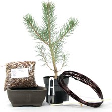 Seika Sarıçam Bonsai Başlangıç Kiti - No.4