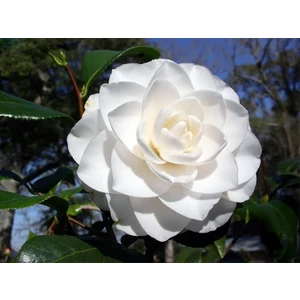 Beyaz Katmerli Kamelya