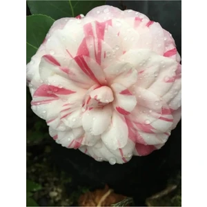 Kamelya Japonica Desire Kırmızı Beyaz 30-40CM