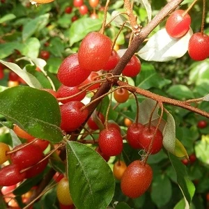 Big Goumi ( Japon Kirazı ) 50 -75CM Özel Ürün