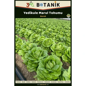 3A Botanik Yedikule Marul Tohumu, Yerli ve Sürdürülebilir Tohum, 5 Gram Marul Tohumu