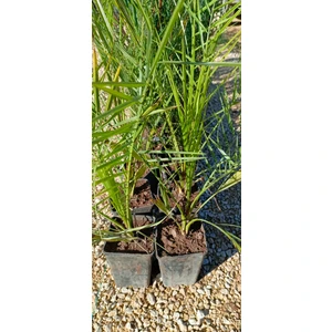 Saksıda Arabistan Hurması Palmiye Fidanı