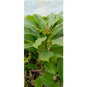 Beyaz Tüplü Amerikan Fulu Plumeria Alba Boy 1m