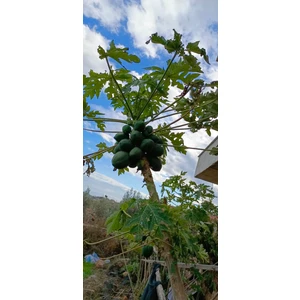 Meyve Verme Yaşında Tüplü Papaya Fidanı Boy 150/200 cm