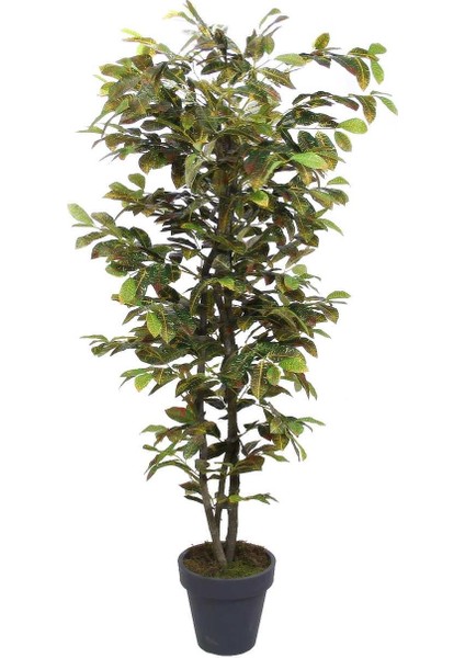 Yapay Kraton Ağacı 170 cm