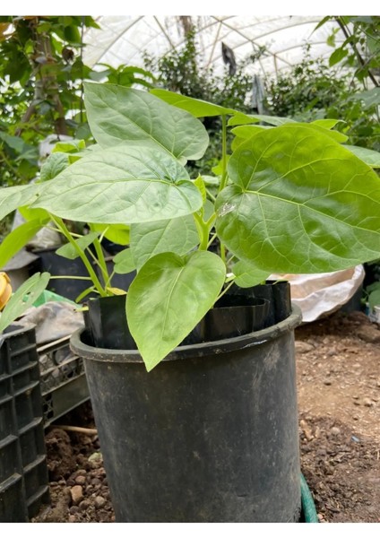 Tamarillo (Domates AĞACI)70-100 cm Tüplüdür