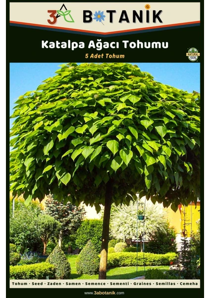 3A Botanik Katalpa Ağacı Tohumu, 5 Adet Tohum, Catalpa Bignonioides