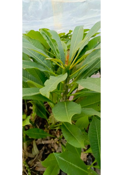 Beyaz Tüplü Amerikan Fulu Plumeria Alba Boy 1m