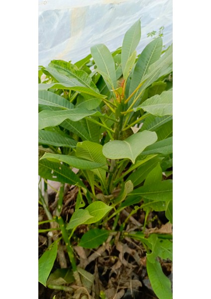 Beyaz Tüplü Amerikan Fulu Plumeria Alba Boy 1m fiyatları