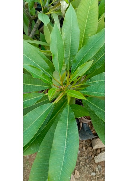 Beyaz Tüplü Amerikan Fulu Plumeria Alba Boy 1m modelleri