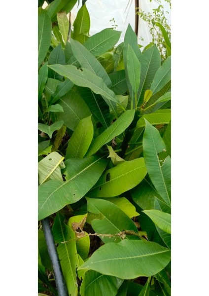 Beyaz Tüplü Amerikan Fulu Plumeria Alba Boy 1m fırsatları