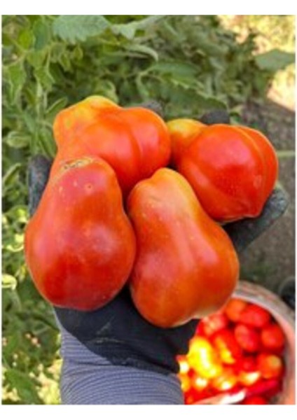 Armut Domates Tohumu (Sırık) (15 Adet)