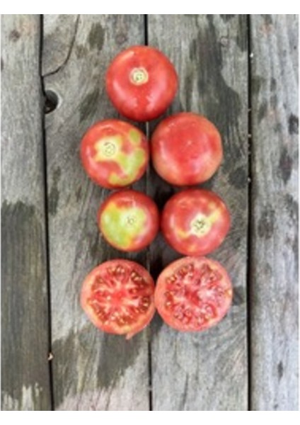 Pembe Çeri Domates (20 Adet) (Sırık)