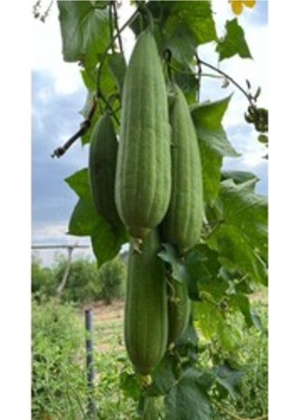 Lif Kabağı Tohumu (10 Adet)