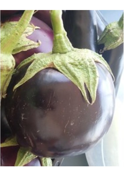 Topan (Bostan) Patlıcan Tohumu (20 Adet)