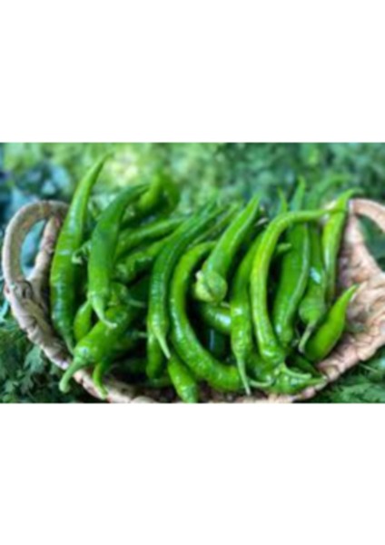 Sivri Biber Tohumu (20 Adet) (Acı)