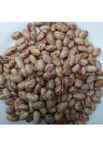 Barbunya Tohumu (30 Adet) (Oturak)