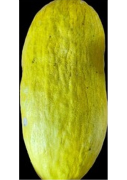 Seymen Kavun Tohumu (15 Adet)