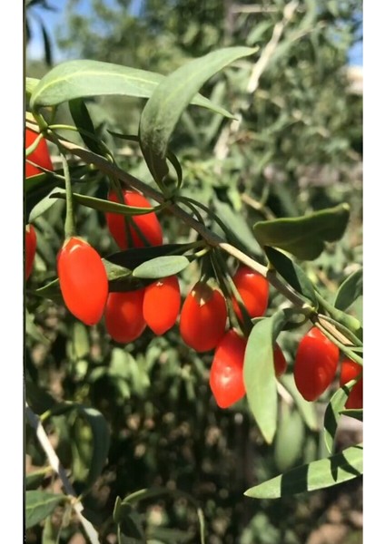 Goji Berry Tohumu (25 Adet)