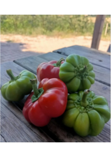 Kamber (Gavata) Biber Tohumu (20 Adet)