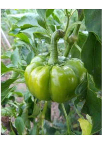 Kamber (Gavata) Biber Tohumu (20 Adet) fiyatları