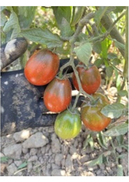 Kokteyl Siyah Domates Tohumu (20 Adet) (Sırık)