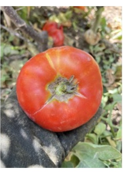 Yerli Domates Tohumu (15 Adet) (Yarı Sırık)