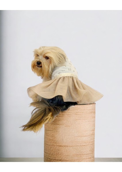 Sun Cream Duo Tütülü Köpek Elbisesi Kıyafeti Tutu modelleri