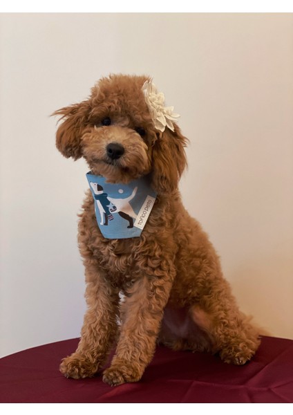 Köpek Desenli Mavi Bandana