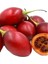 Tamarillo (Domates AĞACI)70-100 cm Tüplüdür 1