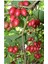 Tamarillo (Domates AĞACI)70-100 cm Tüplüdür 2